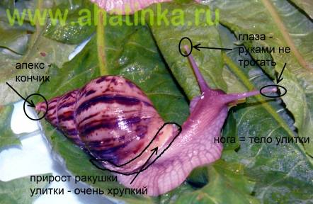 УГОЛОК ЭКЗОТИКИ АХАТИНКА - анатомия улитки